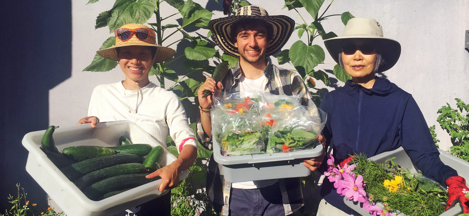 An image of three staff and volunteers from Gordon Neighbourhood House smiling while holding grey bins full of different veggies. The person on the left is wearing a white shirt, a tan sun hat, and orange sunglasses and is holding a bin full of giant zucchinis. The person in the middle is wearing a black and tan sun hat, a white t-shirt, and a plaid overshirt, and is holding a bin full of mixed greens in one hand, and a zucchini in the other. The person on the right is wearing a grey-white sun hat, a pair of black sunglasses, and a navy zip up hoodie. They are holding a bin full of beautiful pink flowers. Tall sunflowers stand behind the three people, and a white wall stands behind the sunflowers.